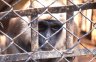 Northern Plains Gray Langur (<em>Semnopithecus entellus</em>), Kathmandu Zoo, NEPAL